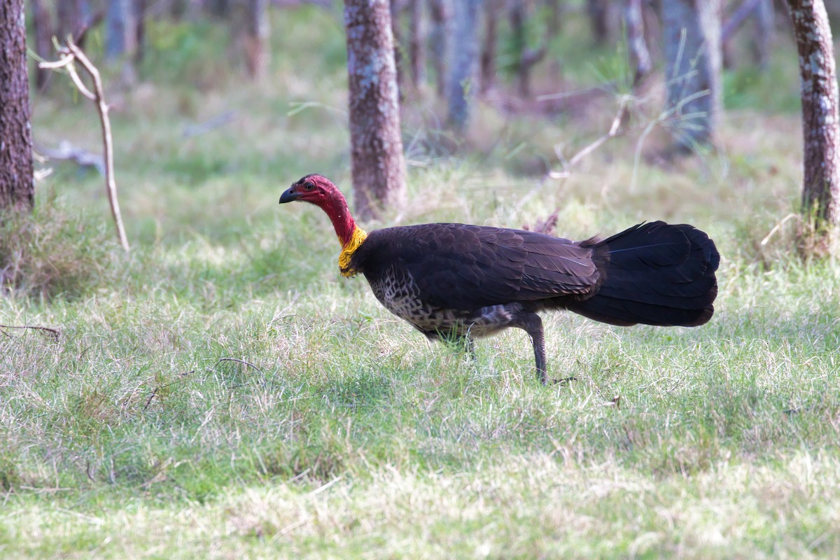 Australian Brushturkey - ML354127721