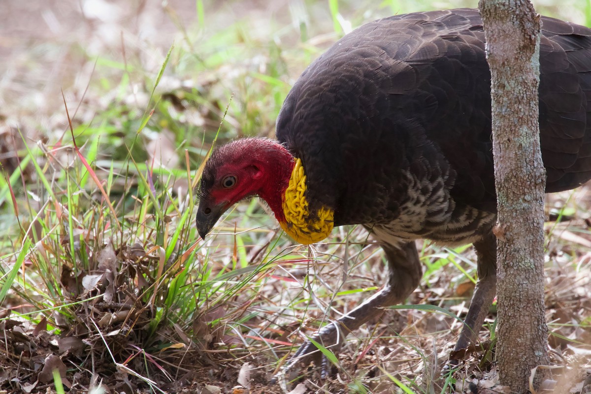 Australian Brushturkey - ML354127731