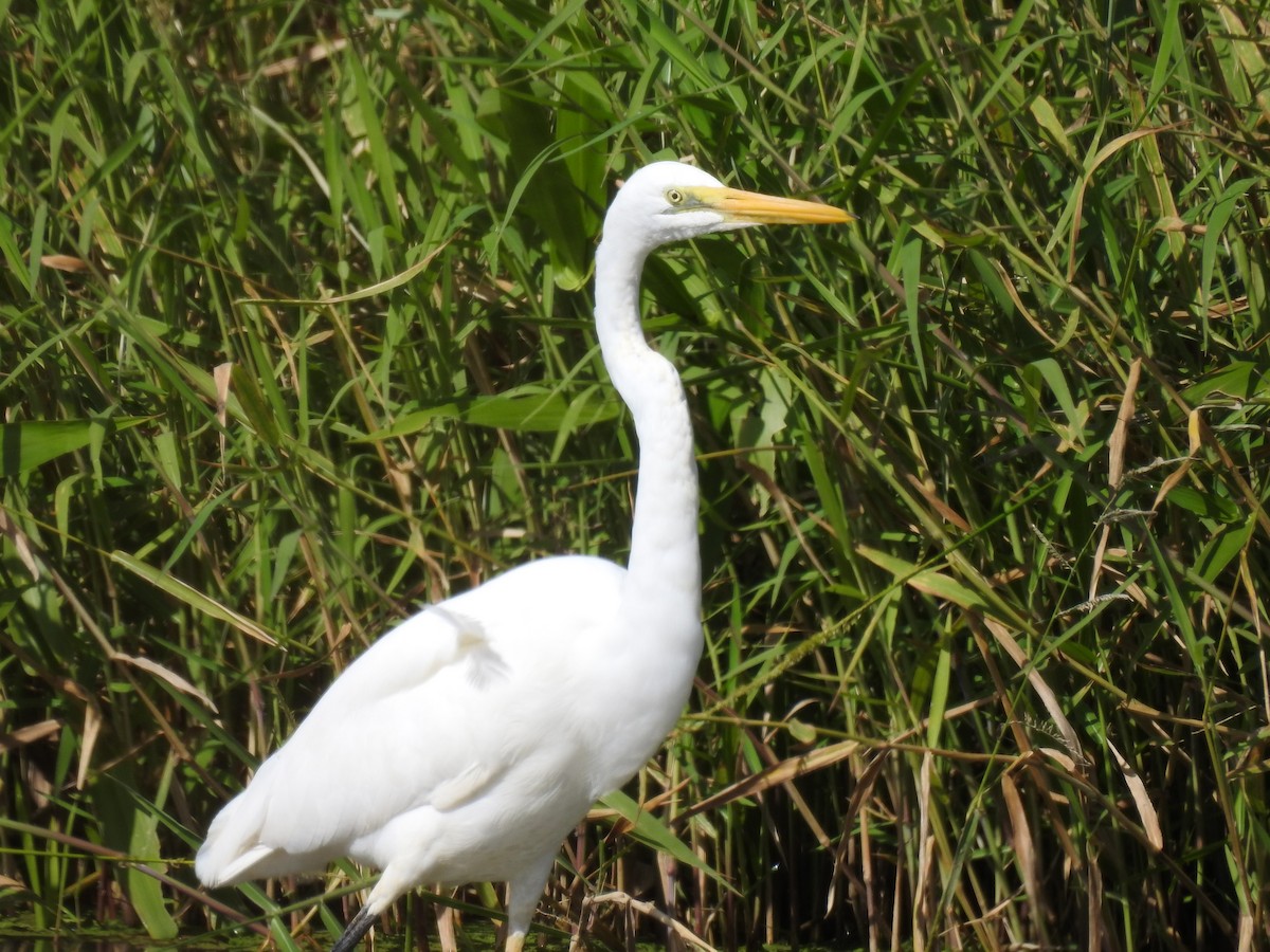 Great Egret - ML354127991