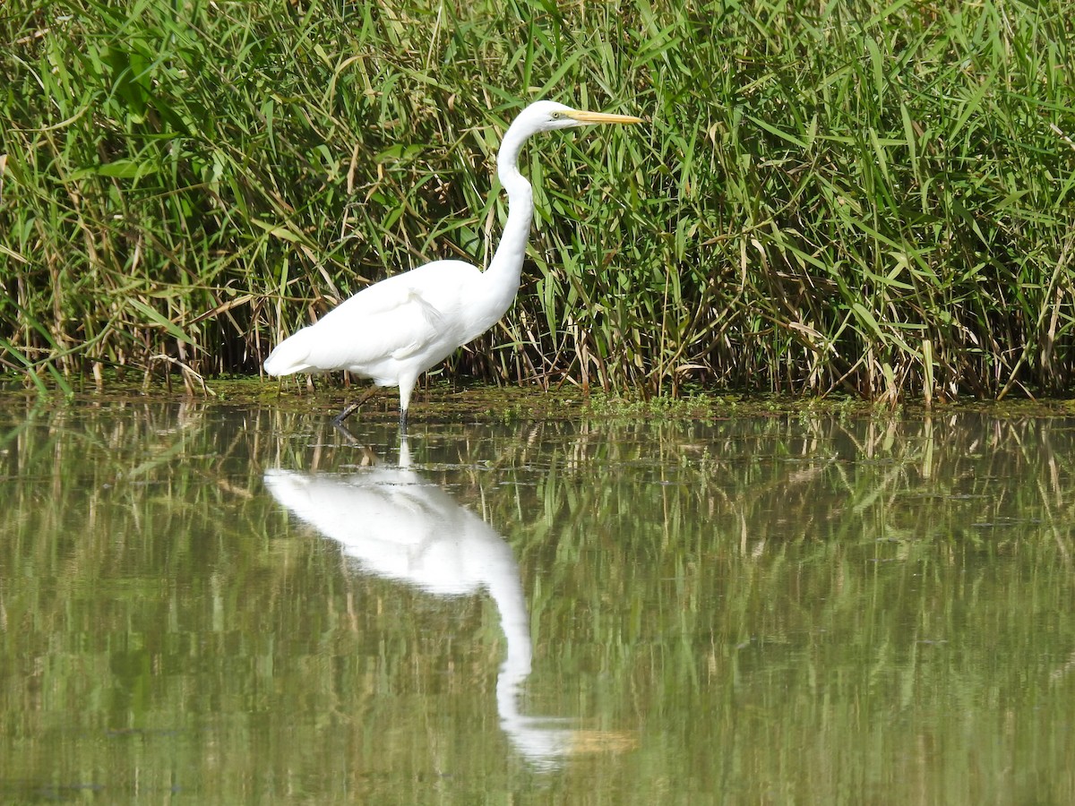 Great Egret - ML354128011