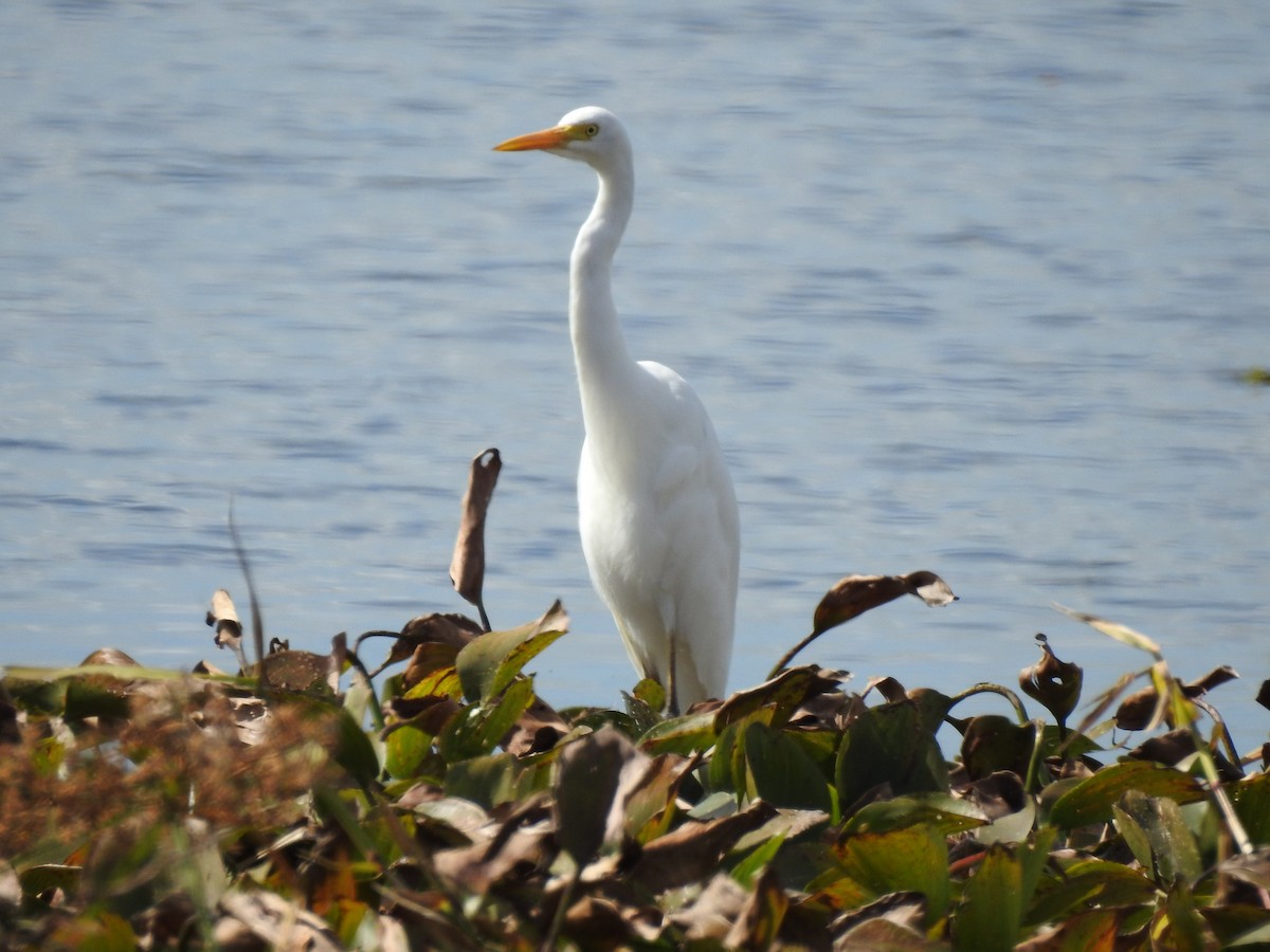 Plumed Egret - Brett Logan