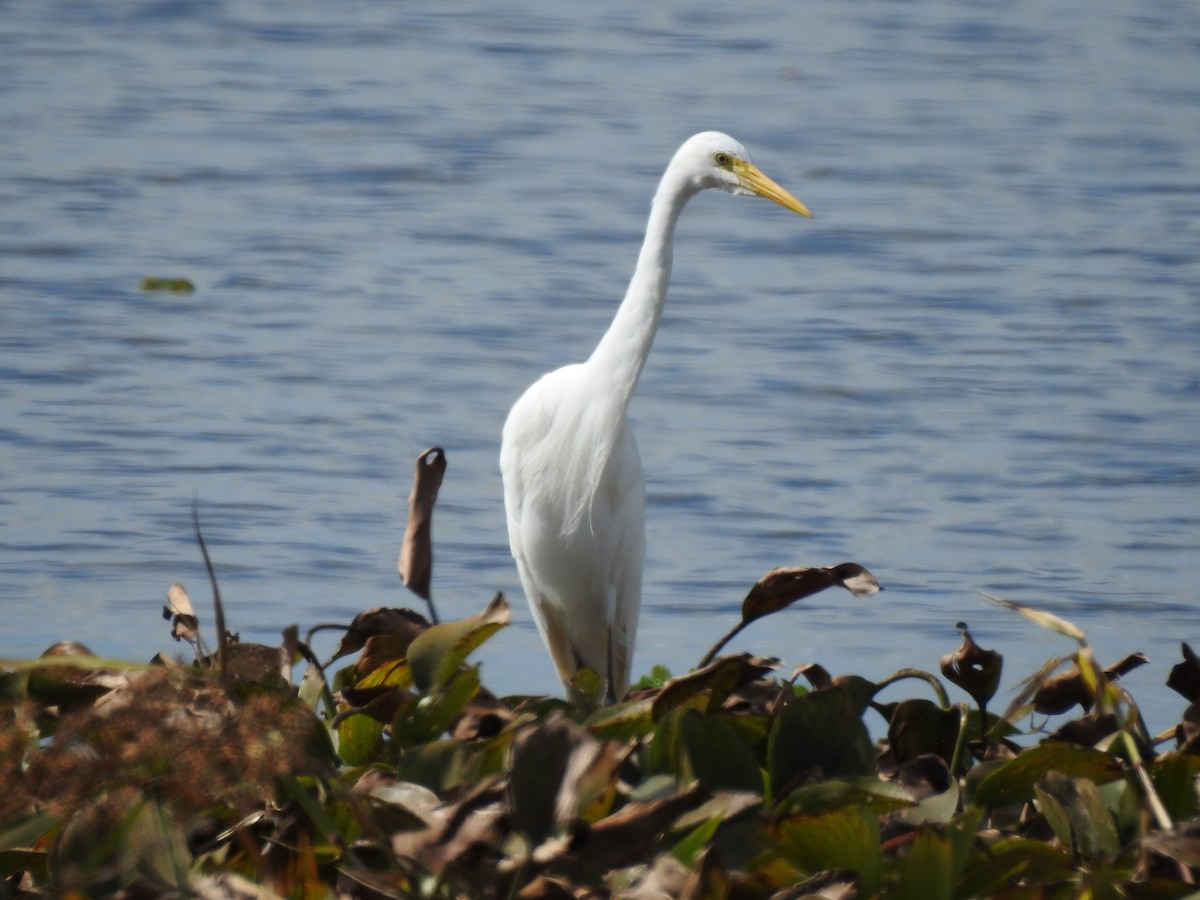 Plumed Egret - ML354128041