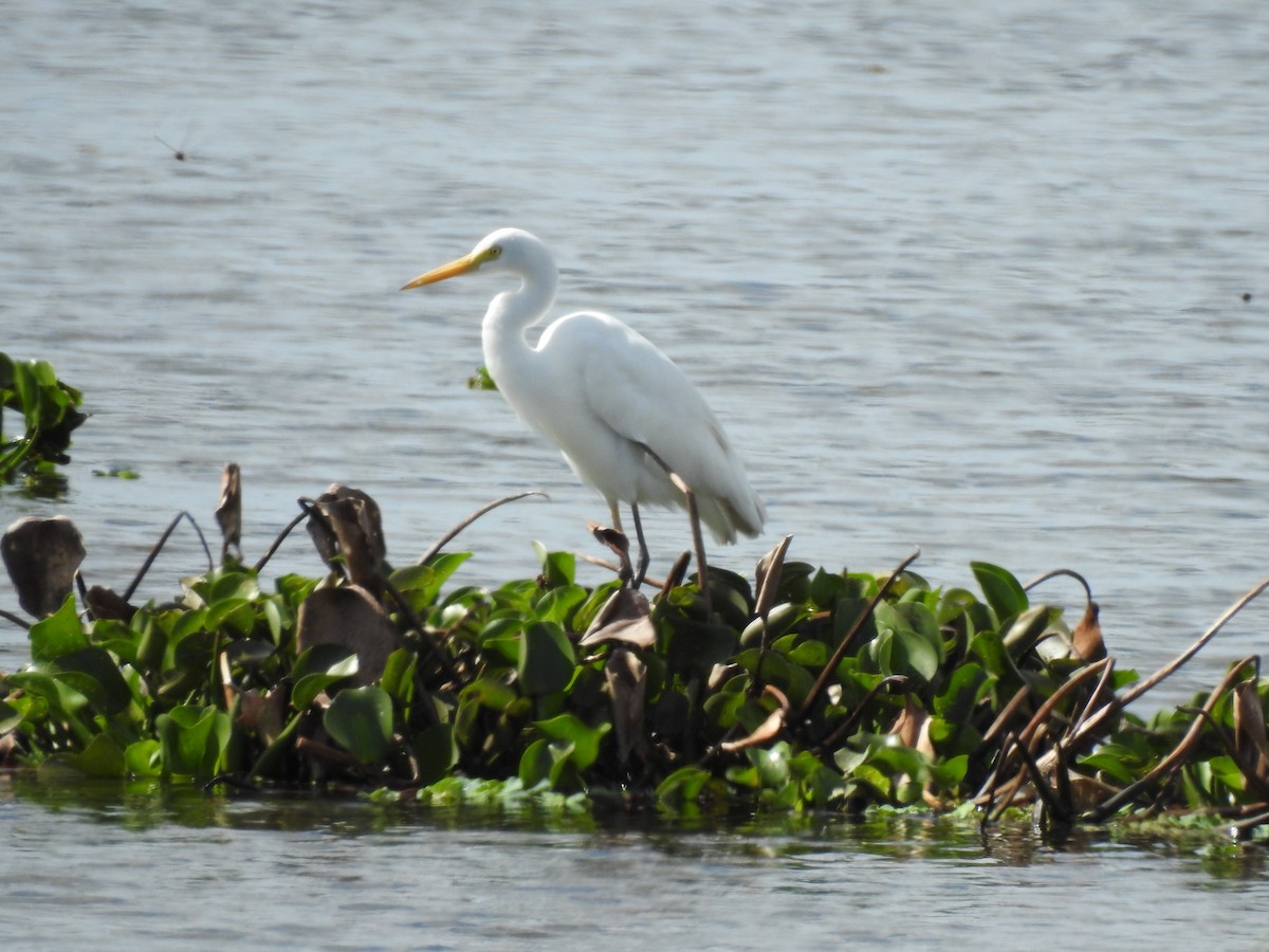 Plumed Egret - ML354128051