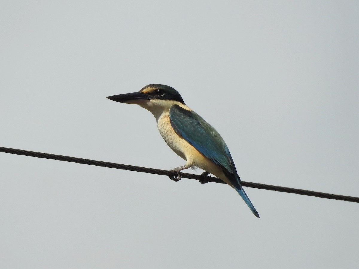 Sacred Kingfisher (Australasian) - ML354128131