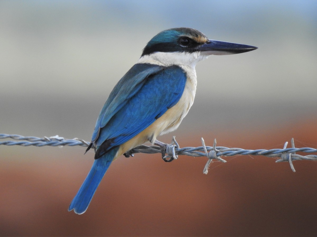 Sacred Kingfisher (Australasian) - ML354128151