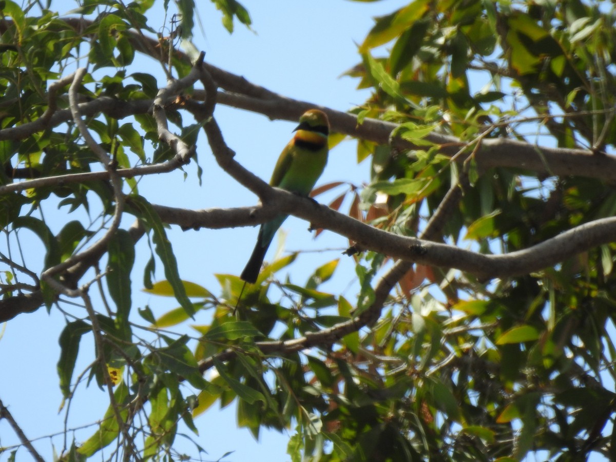 Rainbow Bee-eater - ML354128181