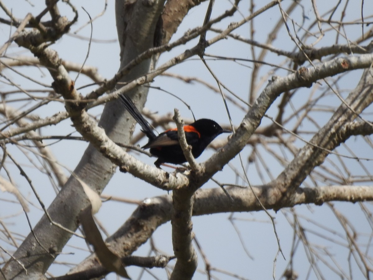 Red-backed Fairywren - ML354128251