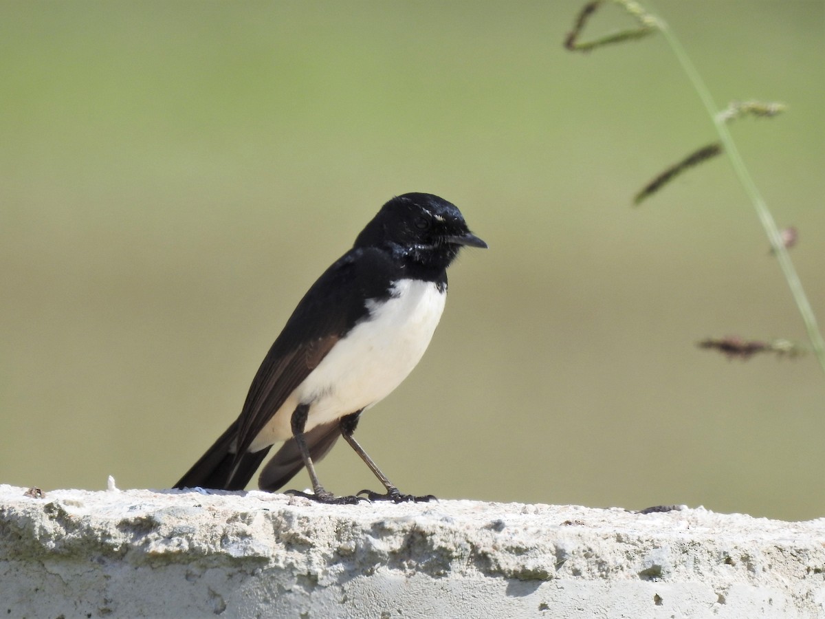 Willie-wagtail - ML354128261