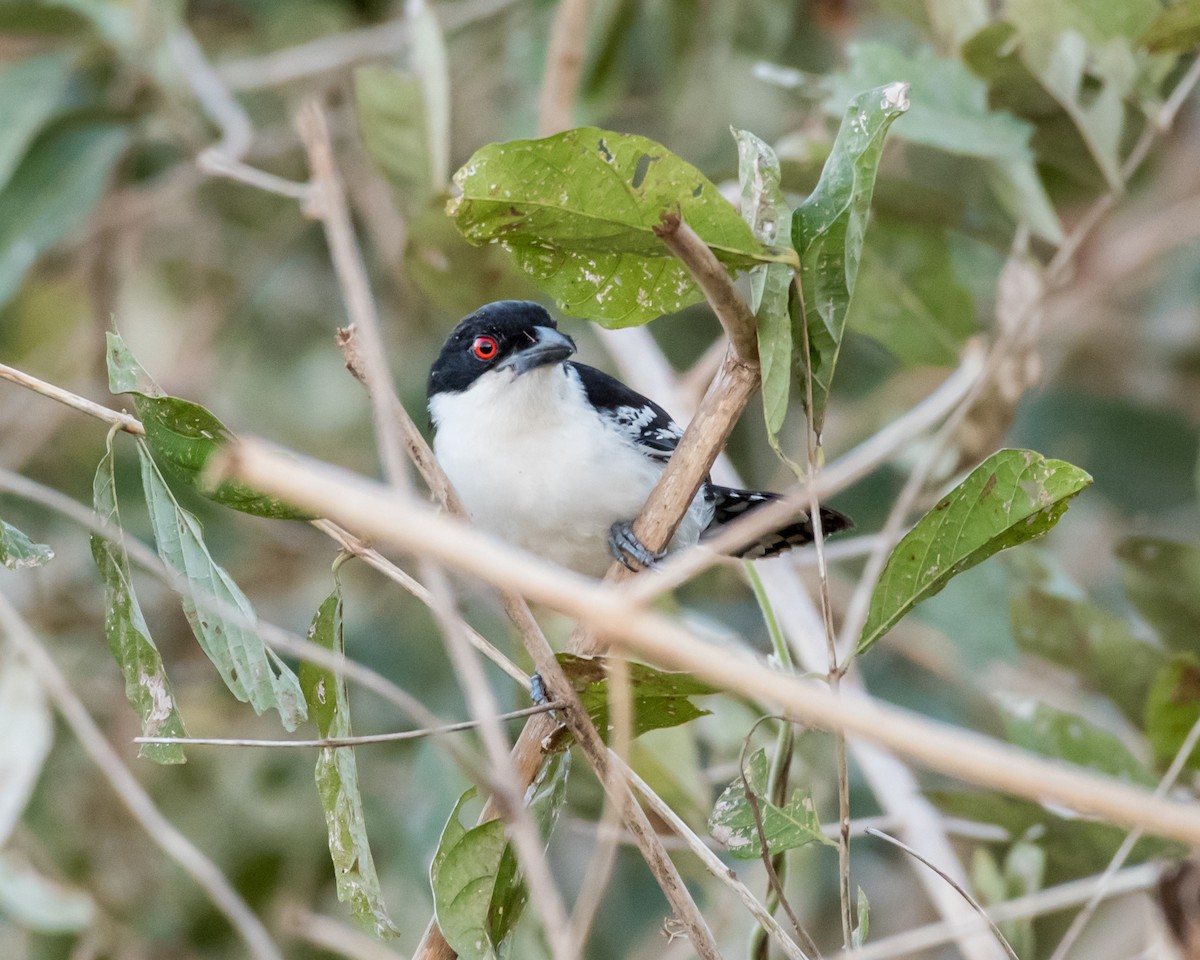 Great Antshrike - ML35412831