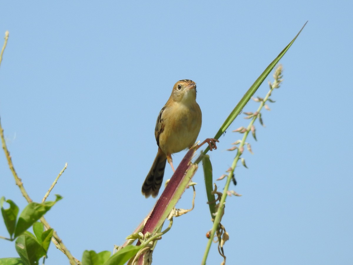 Golden-headed Cisticola - ML354128341