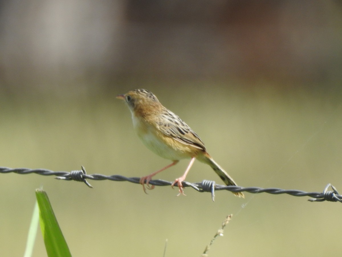 Golden-headed Cisticola - ML354128361