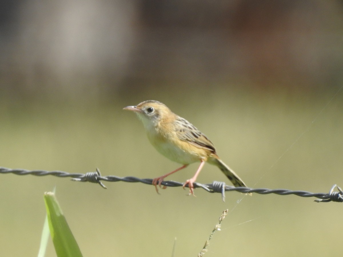 Golden-headed Cisticola - ML354128371