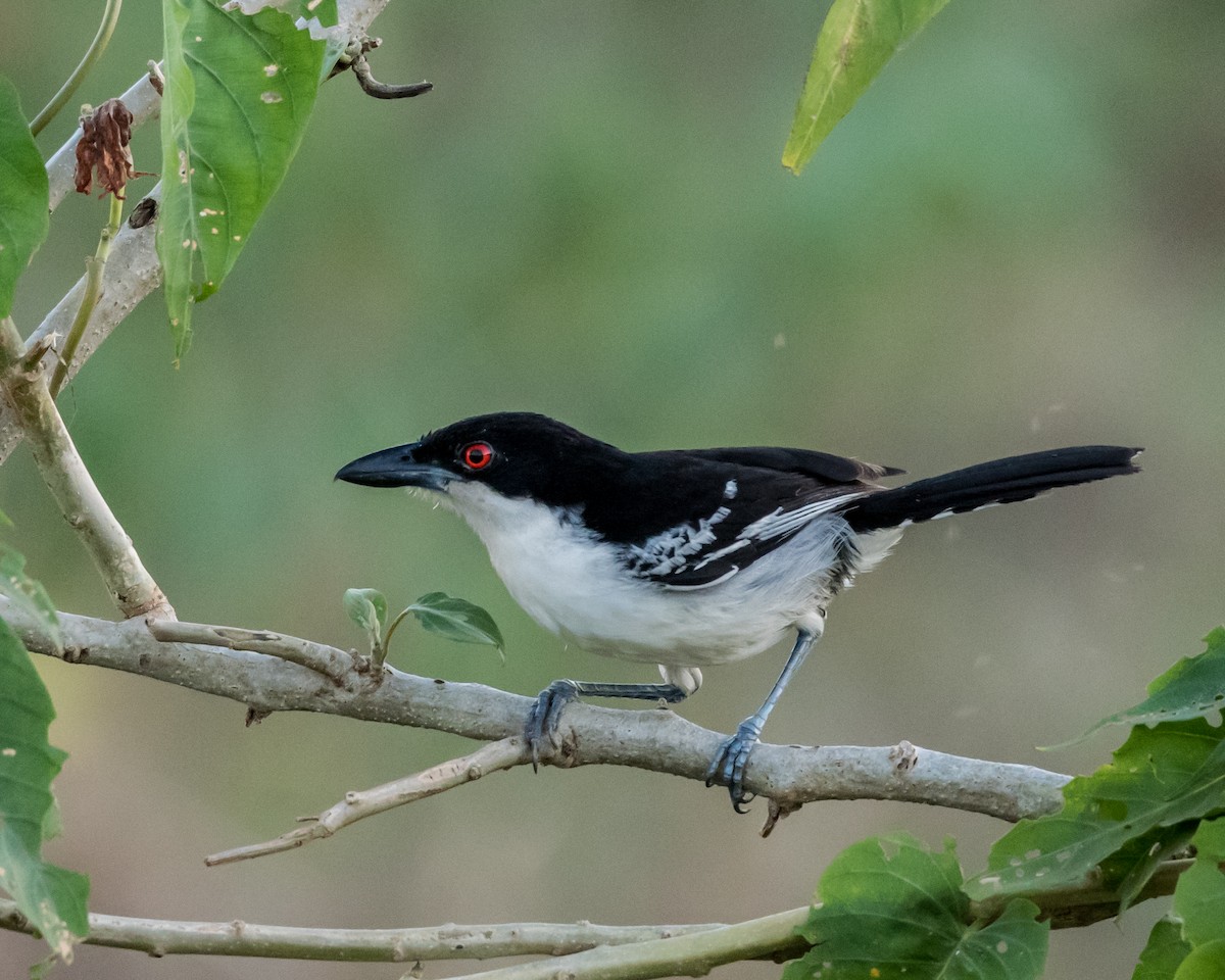 Great Antshrike - ML35412841