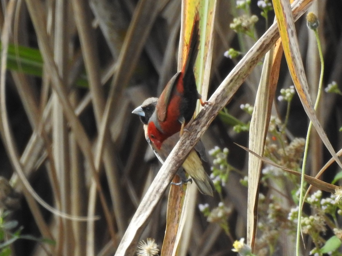 Crimson Finch - ML354128461