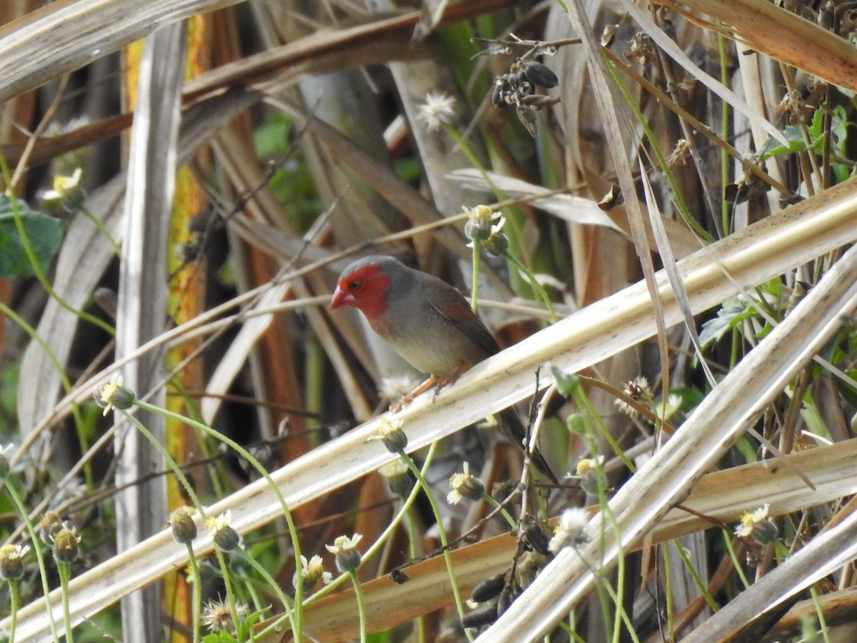 Crimson Finch - ML354128481