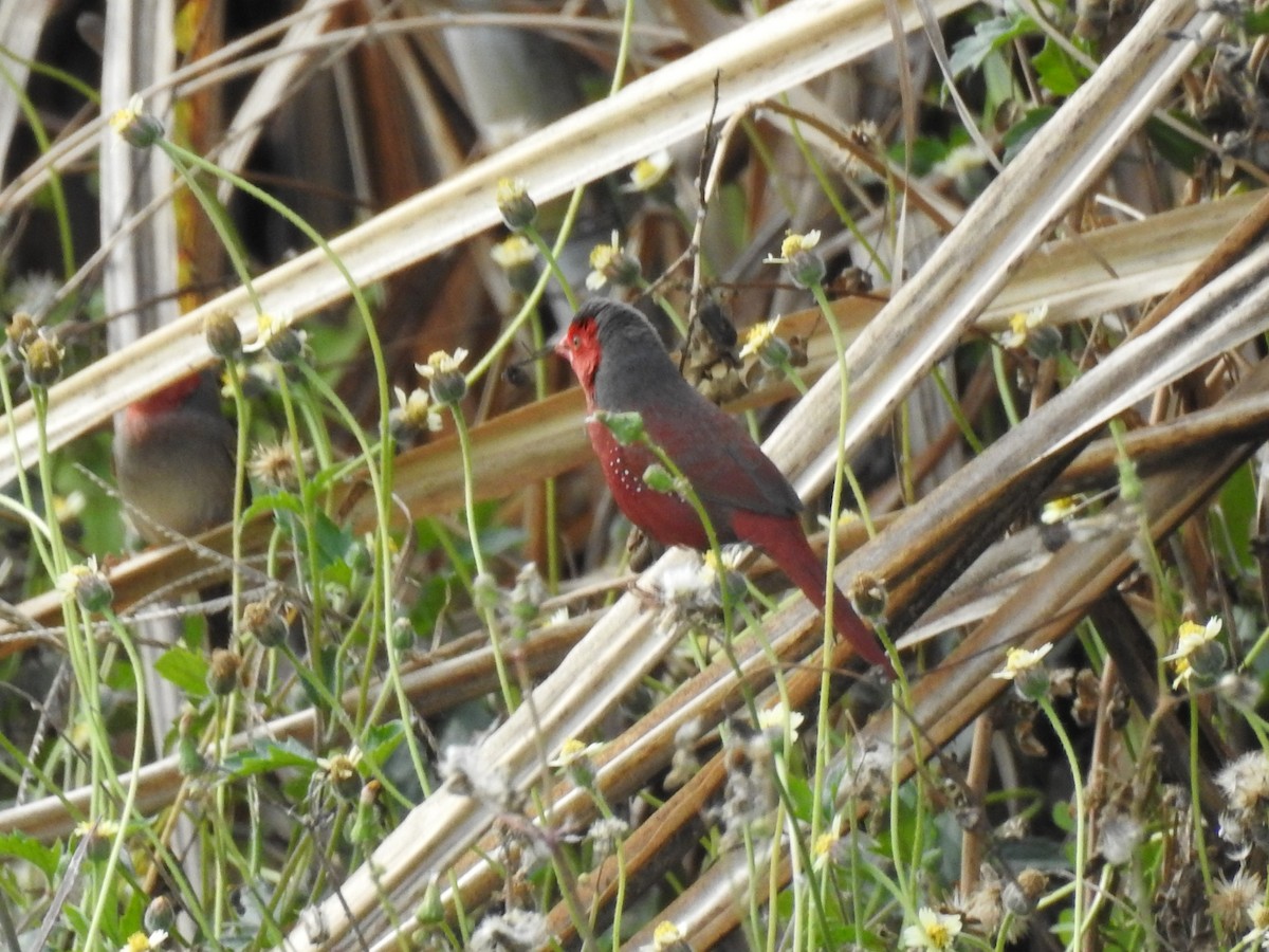 Crimson Finch - Brett Logan