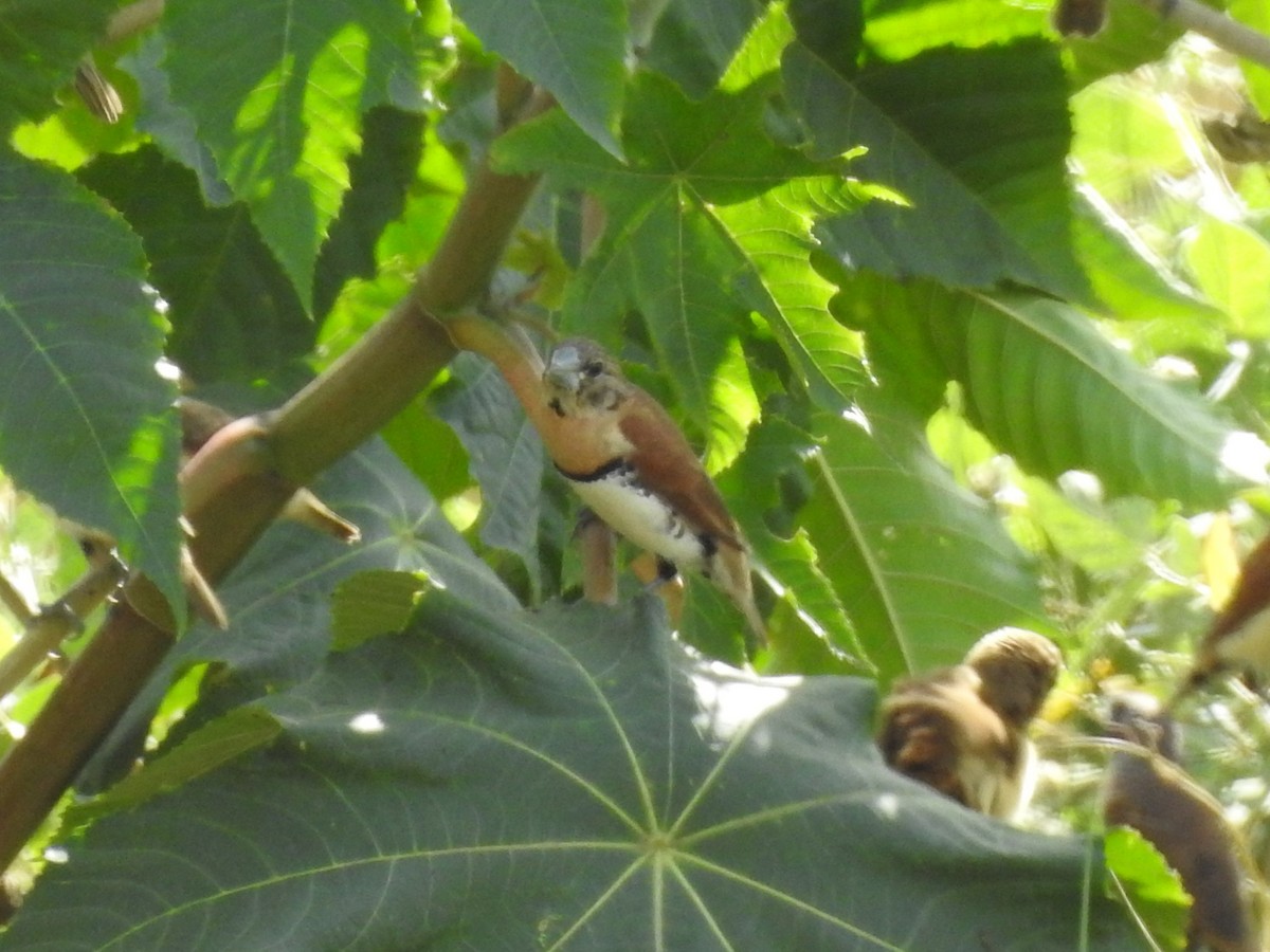 Chestnut-breasted Munia - ML354128581