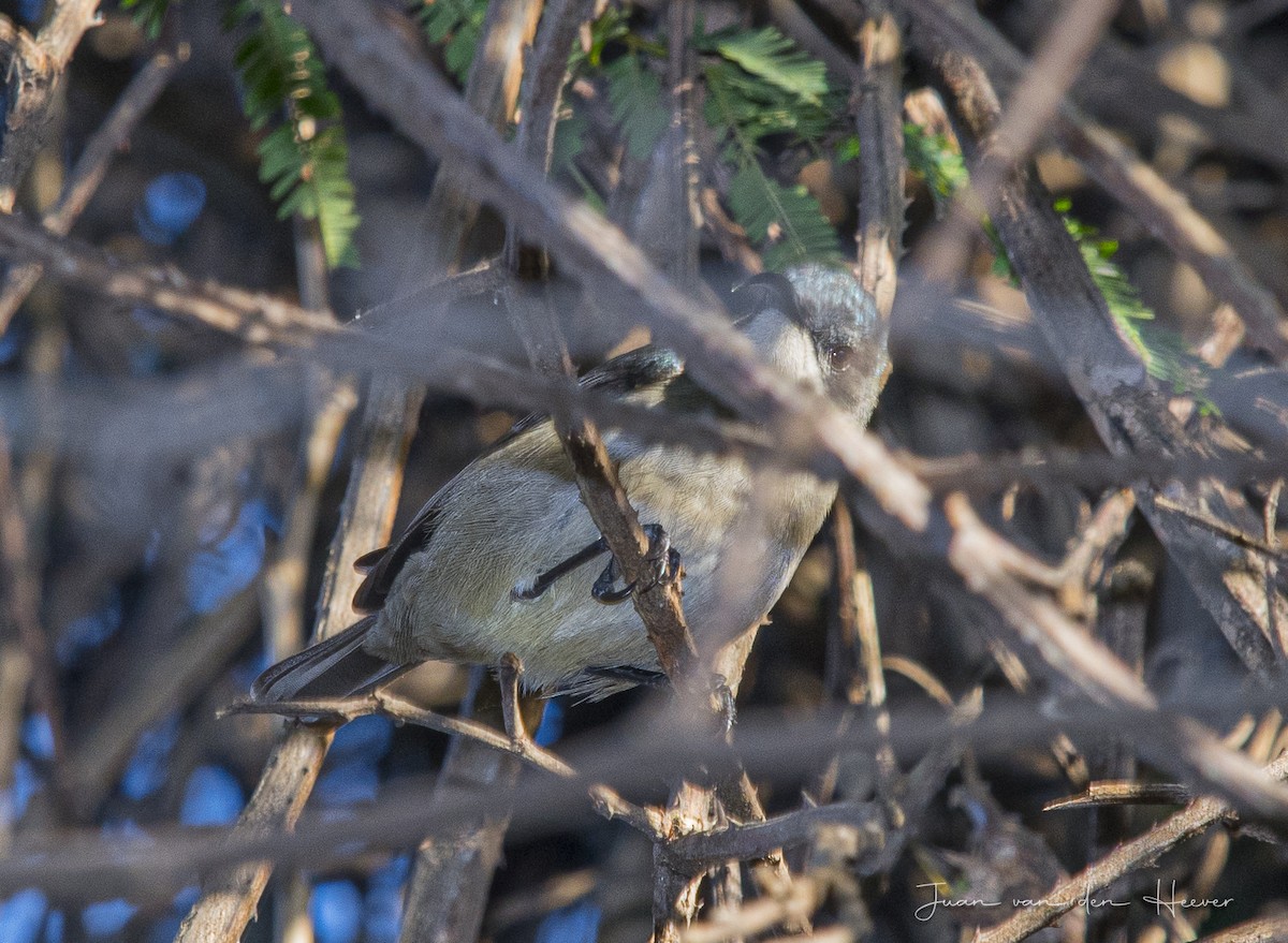 Mouse-colored Sunbird - ML354128791