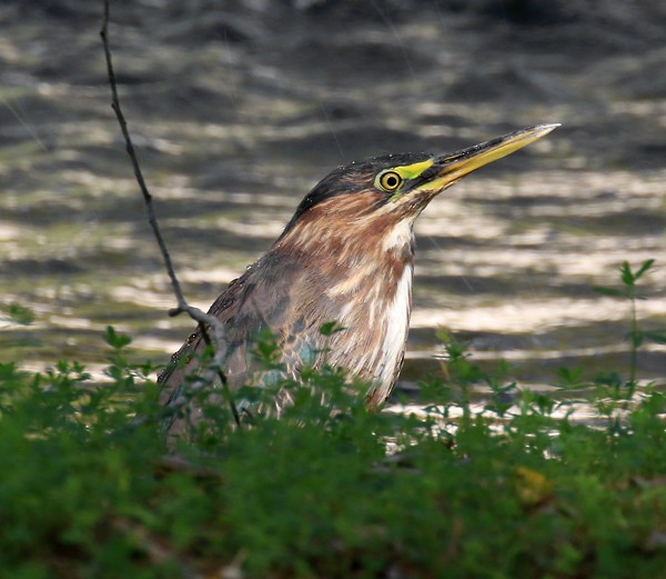 Green Heron - ML35412911