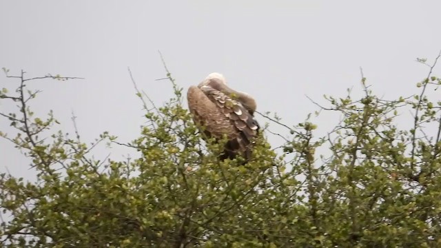 Rüppell's Griffon - ML354129181