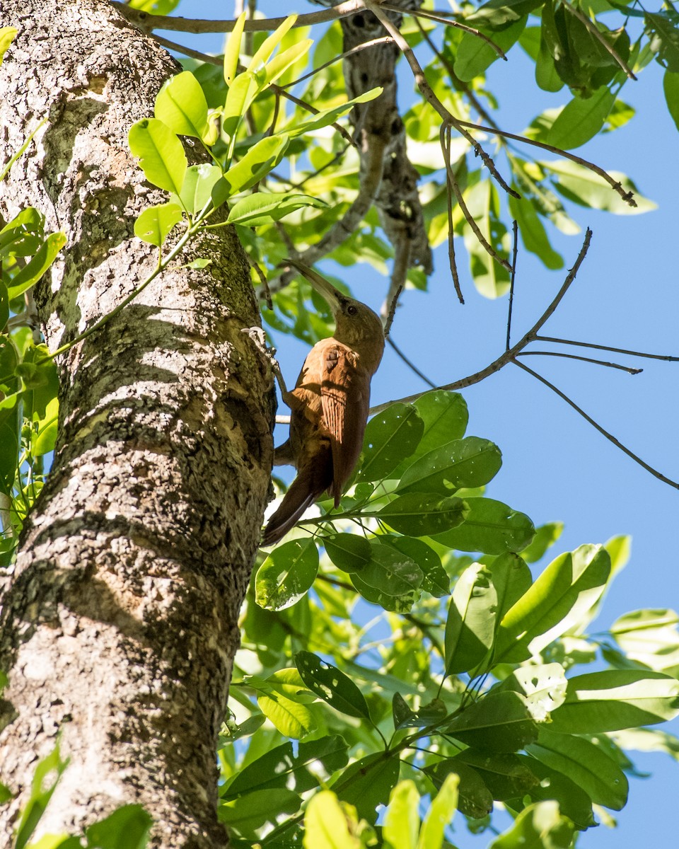 Great Rufous Woodcreeper - Hank Davis