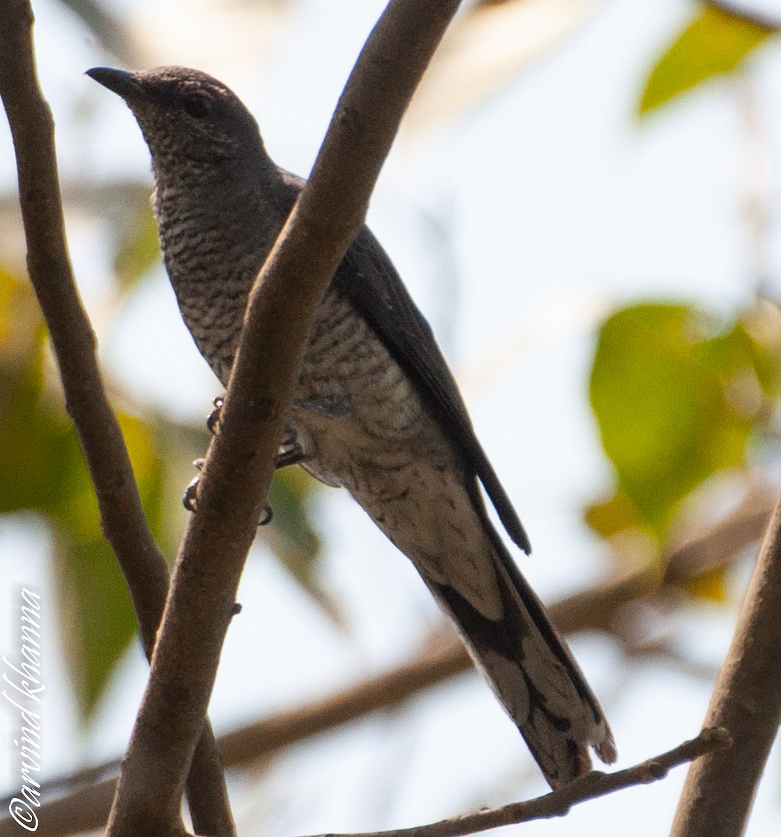 Black-headed Cuckooshrike - ML354129271