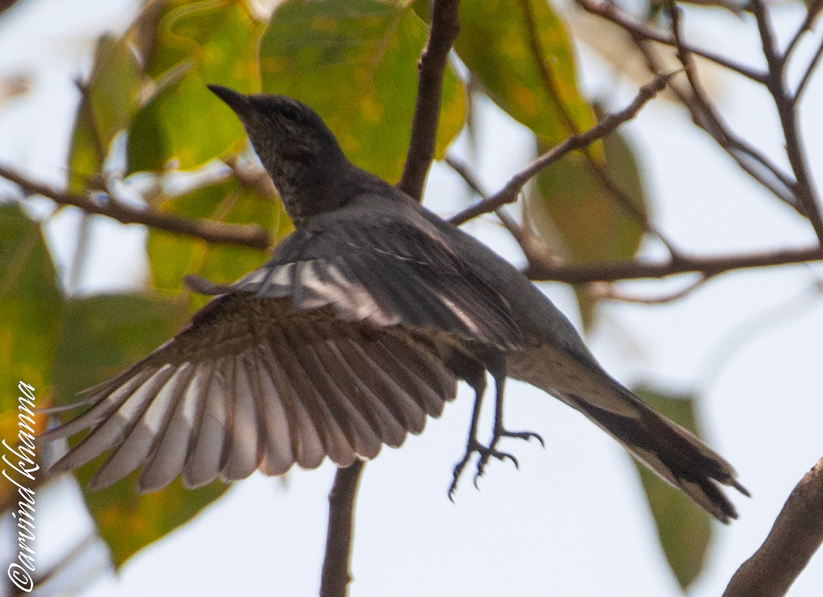 Black-headed Cuckooshrike - ML354129281