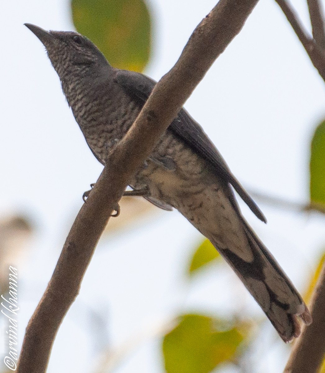 Black-headed Cuckooshrike - ML354129291