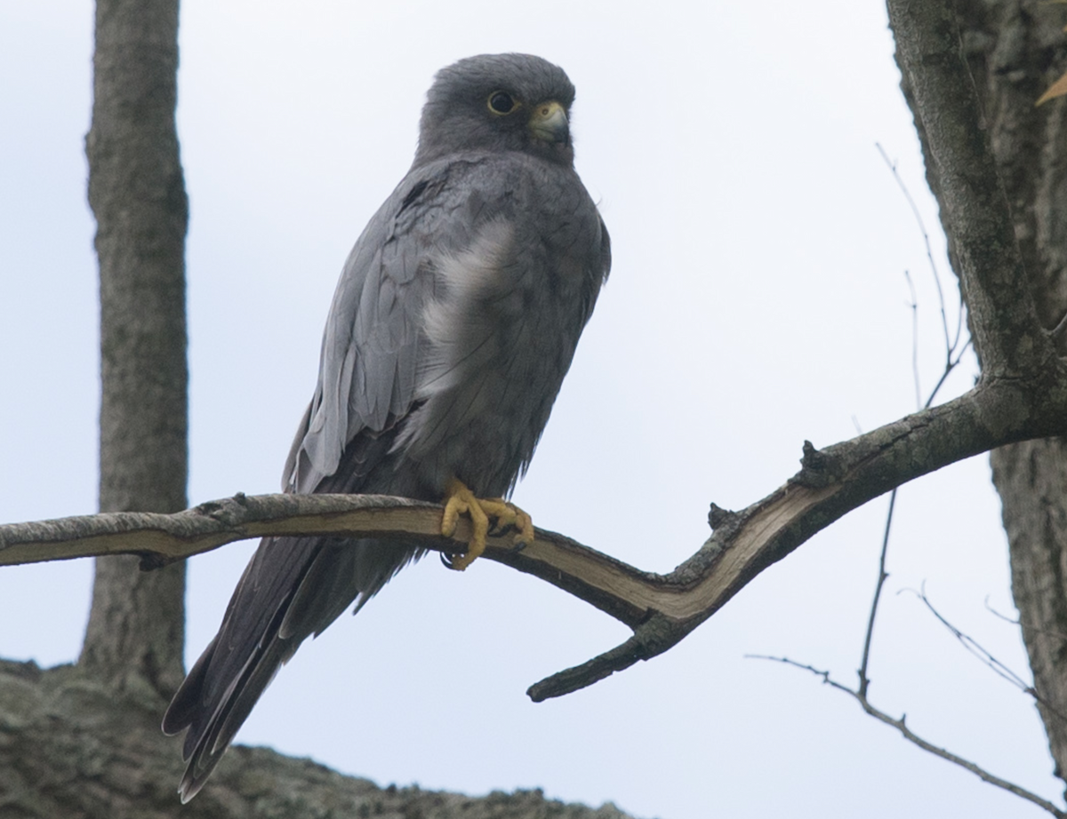 Sooty Falcon - ML354129911