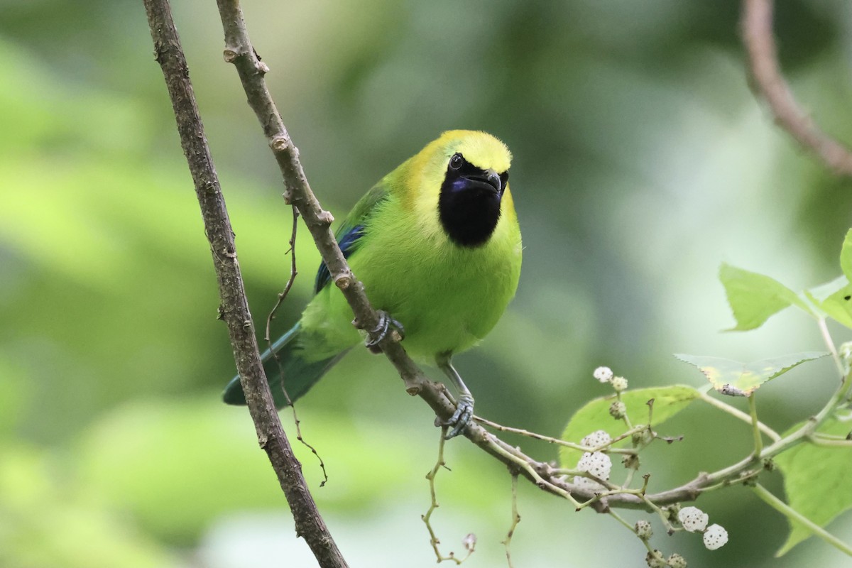 Blue-winged Leafbird - Andrew William