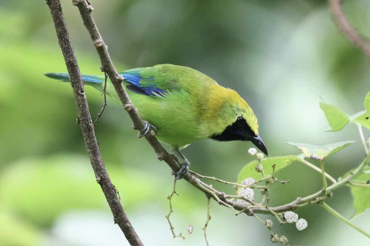 Blue-winged Leafbird - Andrew William