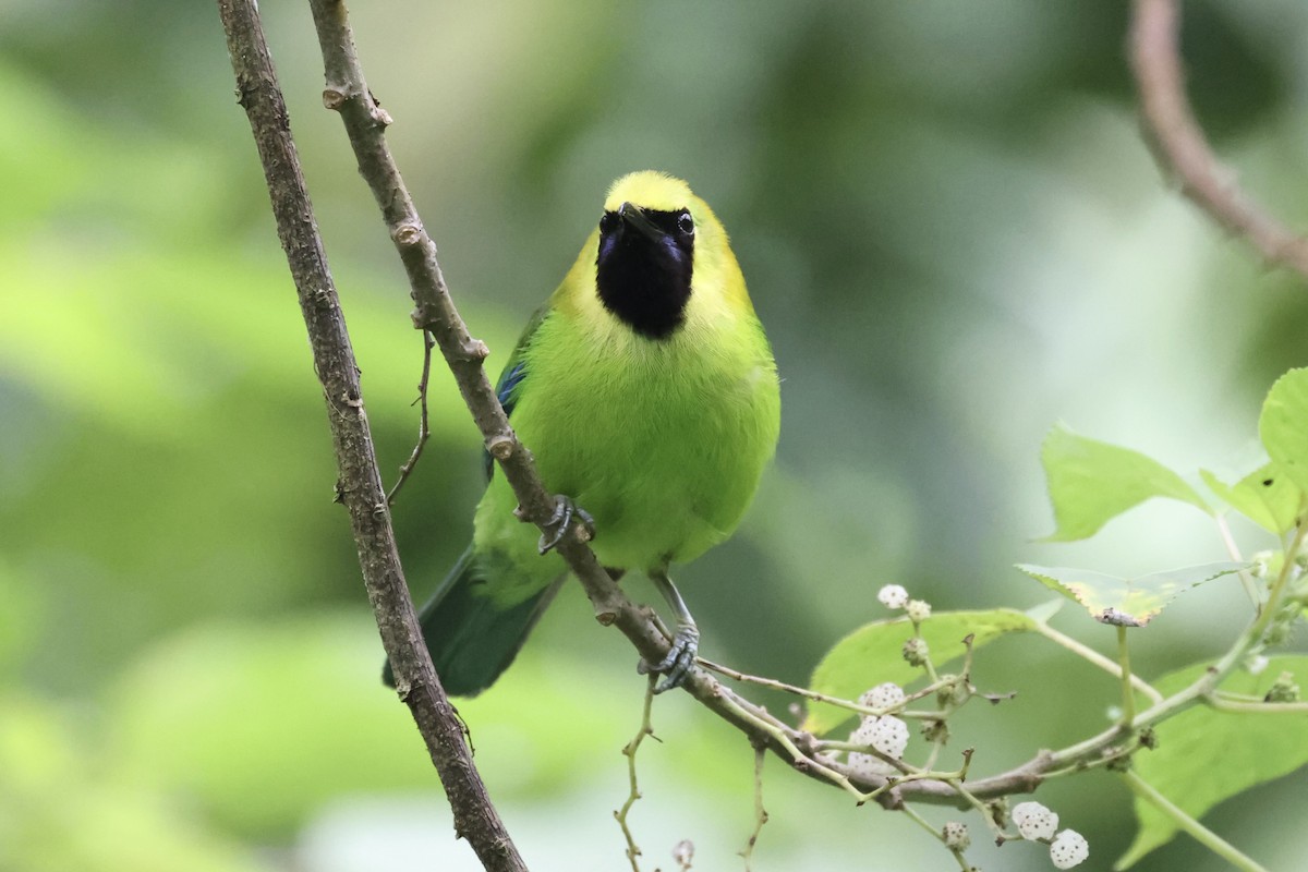 Blue-winged Leafbird - Andrew William