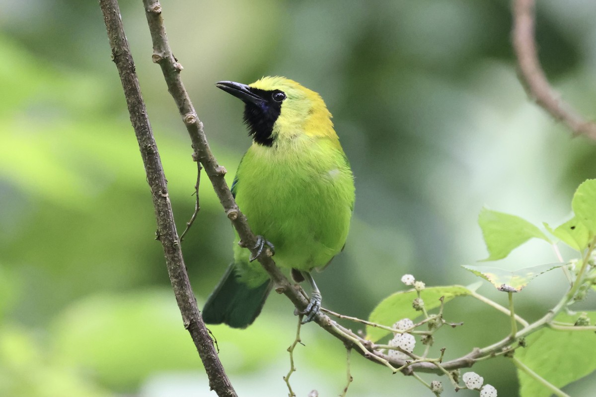 Blue-winged Leafbird - Andrew William