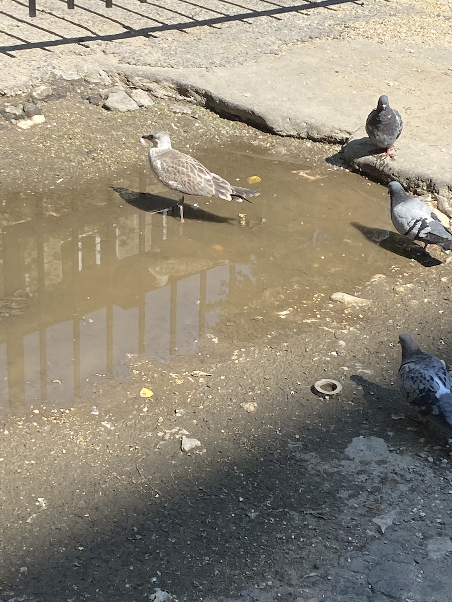 Rock Pigeon - ML354131001