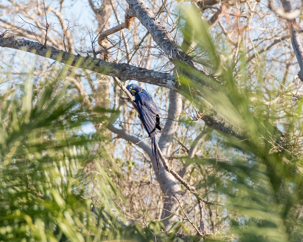 Hyacinth Macaw - Hank Davis