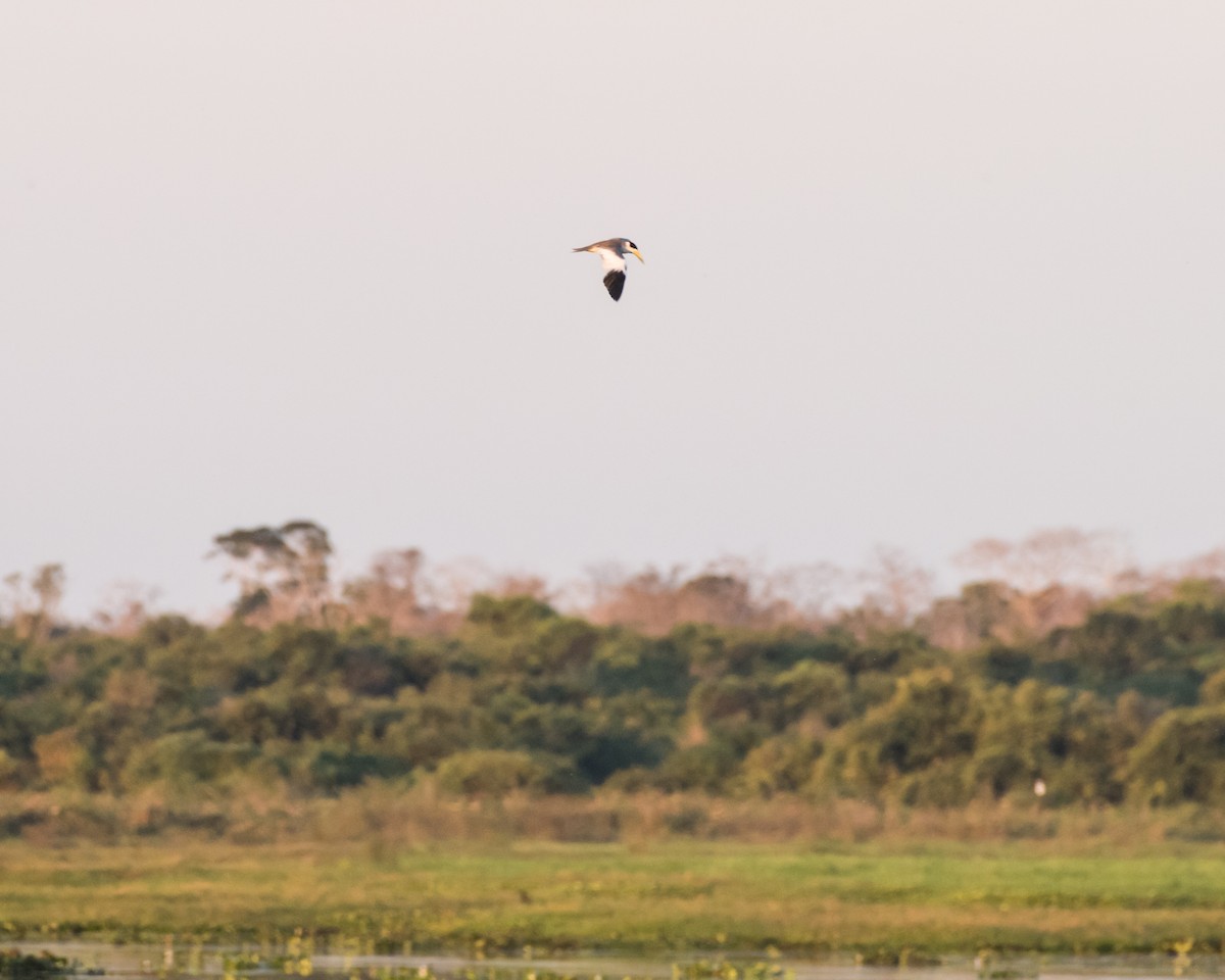 Large-billed Tern - Hank Davis