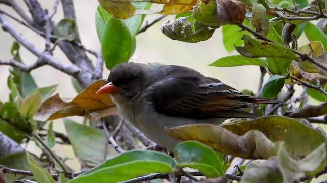 アカガシラモリハタオリ - ML354132911