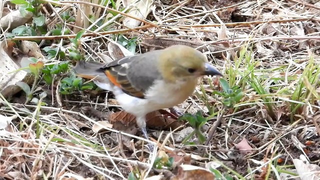 アカガシラモリハタオリ - ML354132921