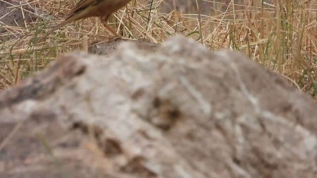 Pipit à long bec - ML354132931