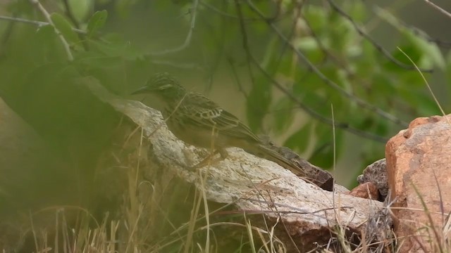 Long-billed Pipit - ML354132941