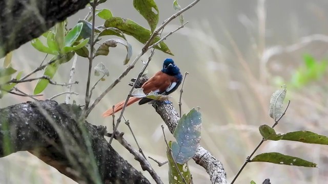 African Paradise-Flycatcher - ML354133011