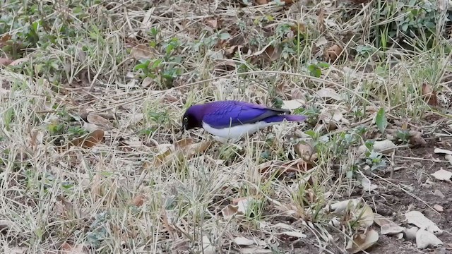 Violet-backed Starling - ML354133021