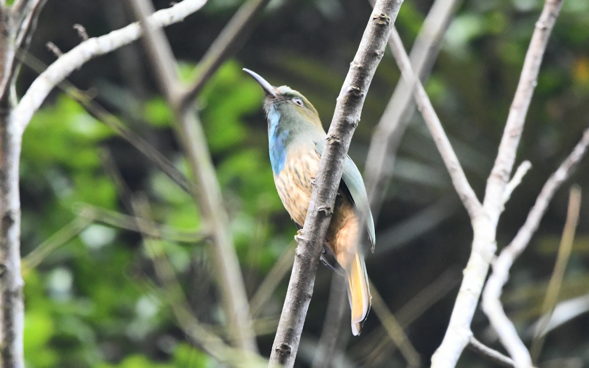 Blue-bearded Bee-eater - ML354133051