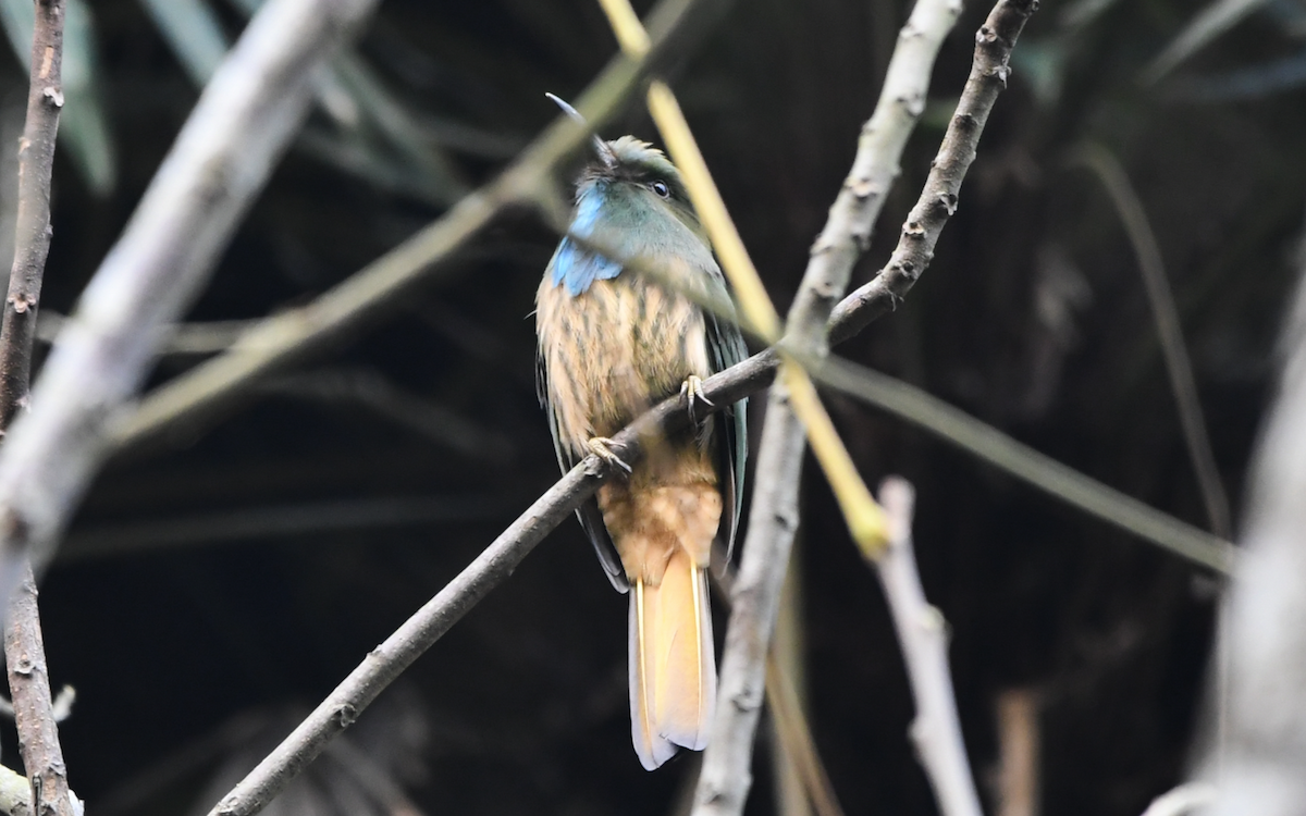 Blue-bearded Bee-eater - ML354133061