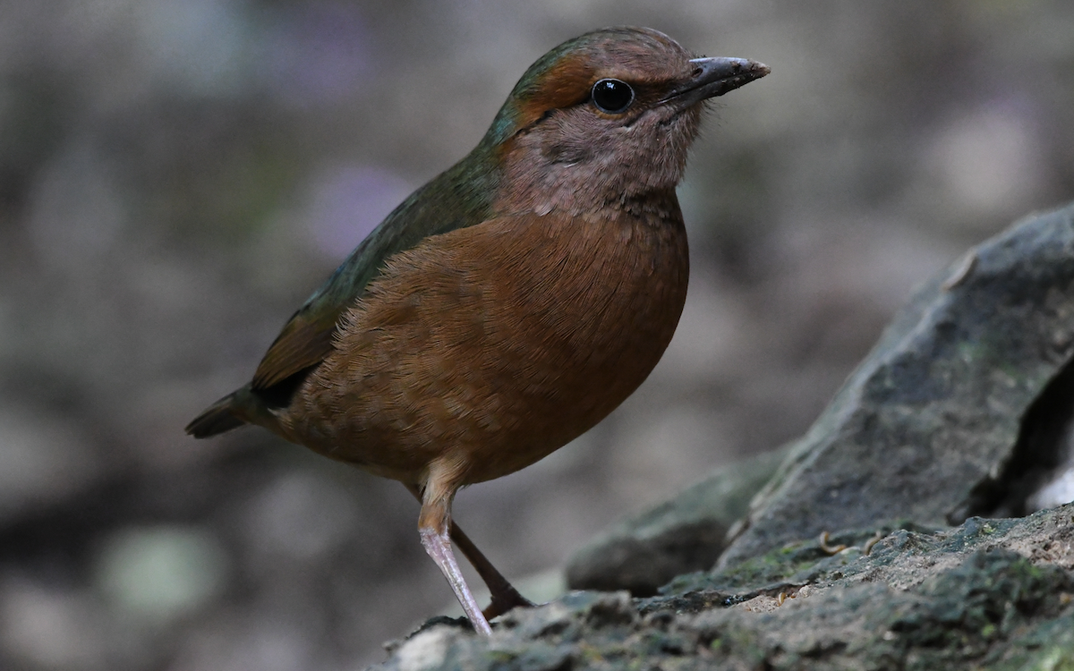 Blue-rumped Pitta - ML354133171