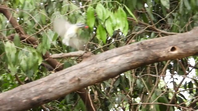 Barbion de Heuglin - ML354134121