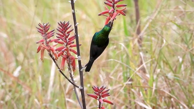 Bindennektarvogel - ML354134161