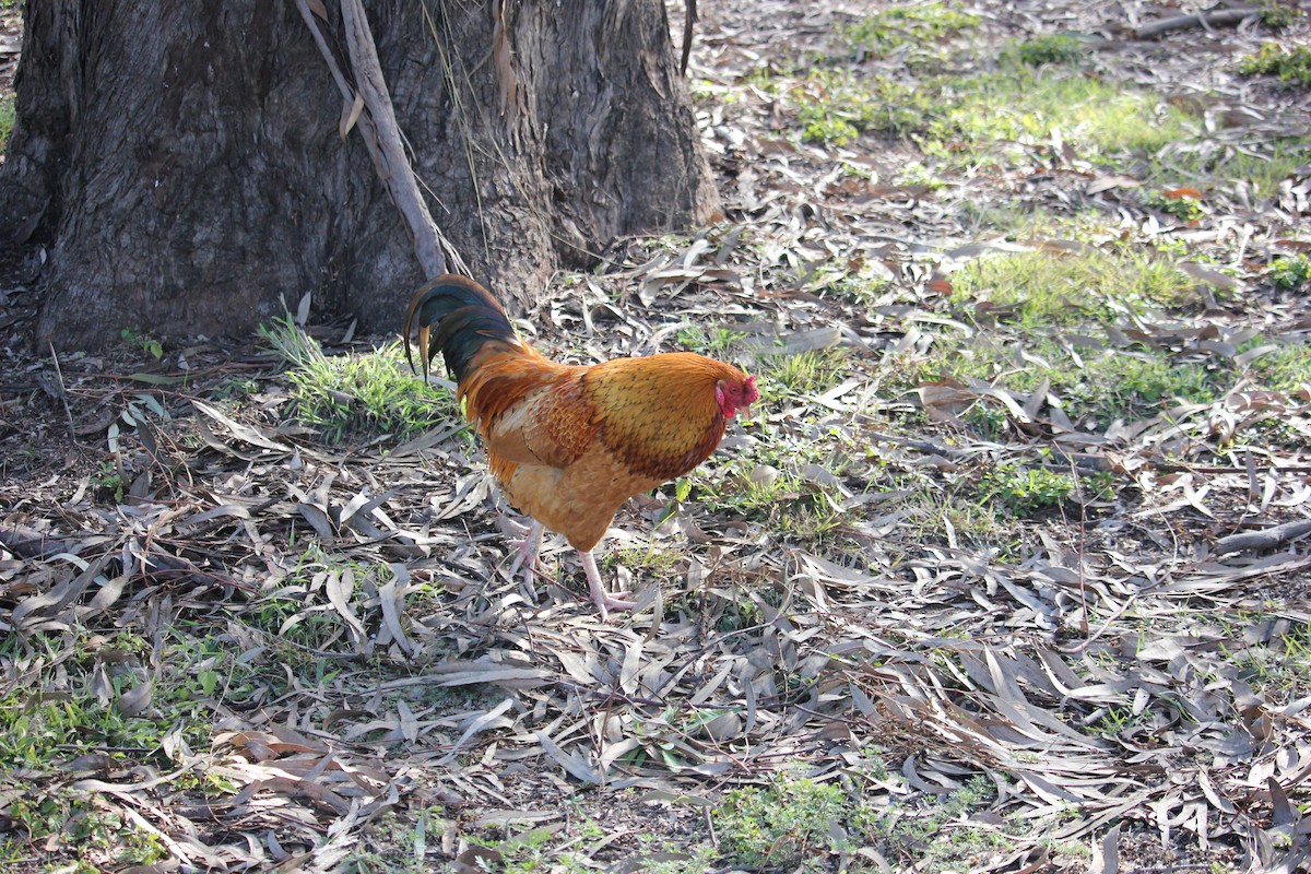 Red Junglefowl (Domestic type) - ML354135021