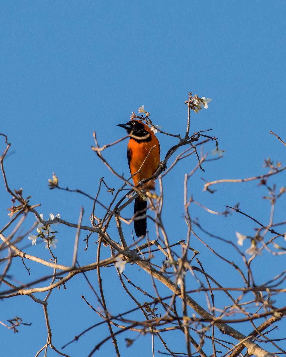 Orange-backed Troupial - Hank Davis