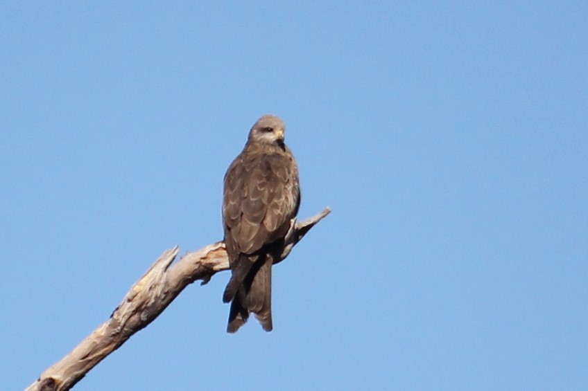 Brown Falcon - ML354135231